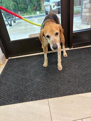 Tala, Hound, adult, available for adoption