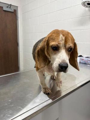 Pudge, Beagle, adult, available for adoption