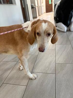 Frankenstein, Hound, adult, available for adoption