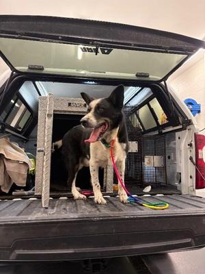 Bandit-Pluto, Border Collie, adult, available for adoption