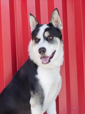 LEON, Border Collie, adult, available for adoption