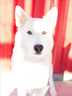 white dog with brown eyes