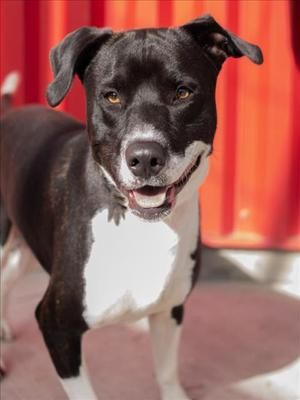 LOAF, Pit Bull Terrier, young, available for adoption