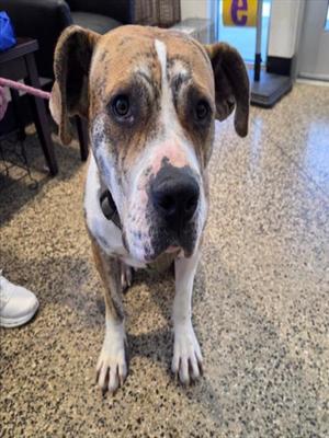 BIG MAMAS, Great Dane, adult, available for adoption