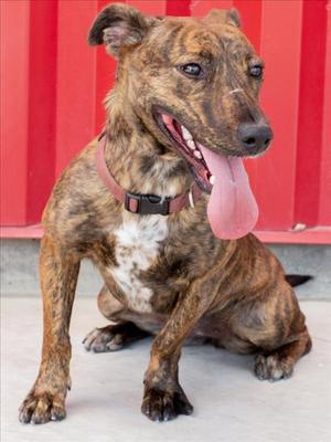BLAIR, Pit Bull Terrier, adult, available for adoption