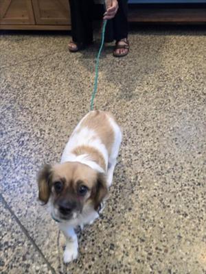A small dog with a white and brown coat is walking on a leash held by a person. The dog has floppy ears and is looking directly at the camera. The person is wearing sandals and black pants, and the ground is made of speckled tiles.
