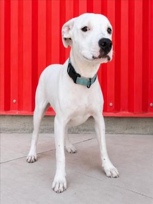 OPAL, Dogo Argentino, young, available for adoption
