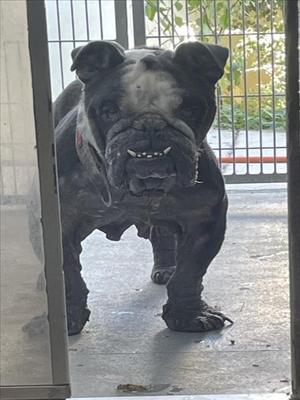 A black bulldog standing in front of a glass door, looking directly at the camera with a wrinkled face and droopy ears.