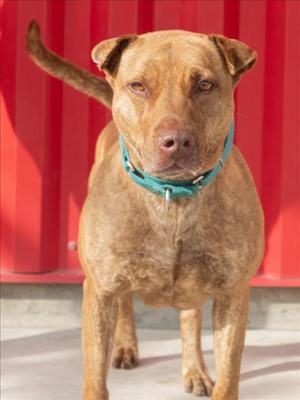 CHOLULA, Pit Bull Terrier, adult, available for adoption