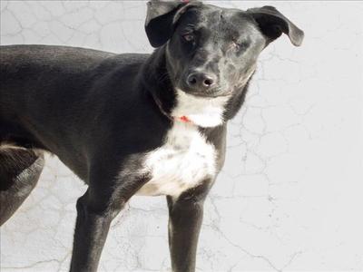 ACLARE, Doberman Pinscher, adult, available for adoption