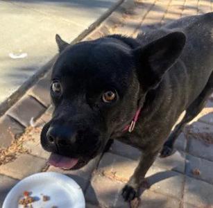 BONNIE, Pit Bull Terrier, adult, available for adoption