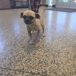 a small dog with a wrinkled face and short fur standing on a speckled floor