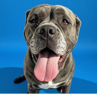 A gray dog with a white chest and a pink tongue sticking out, standing against a blue background.