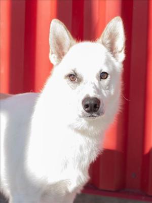A white dog with pointed ears and dark eyes stands in front of a red background.
