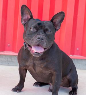 BUZZ, French Bulldog, adult, available for adoption