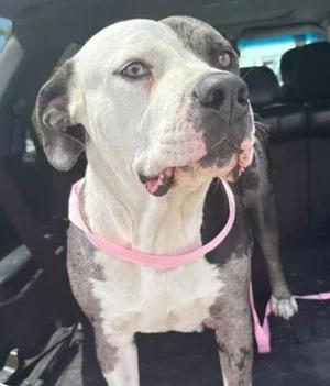 DARIA, Pit Bull Terrier, adult, available for adoption