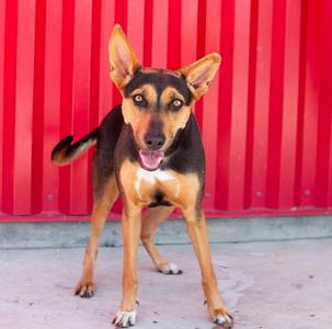 ESMERELDA, German Shepherd Dog / Doberman Pinscher, young, available for adoption