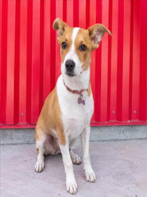 NOVA, Basenji, puppy, available for adoption