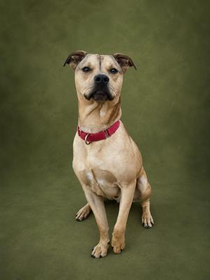 A tan dog with a red collar sitting against a plain green background.