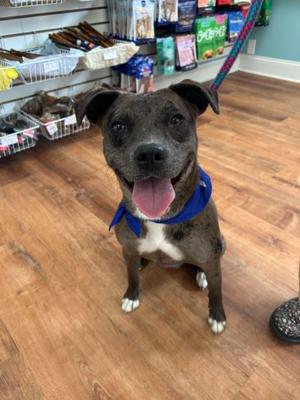 Empire- In Foster, Catahoula Leopard Dog, young, available for adoption