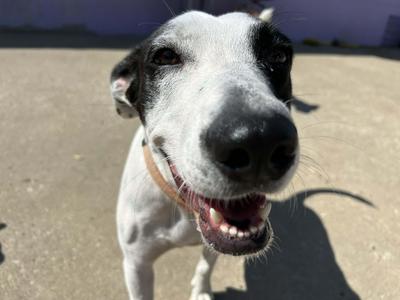 Vangie- Currently in Foster, Jack Russell Terrier / Border Collie, adult, available for adoption