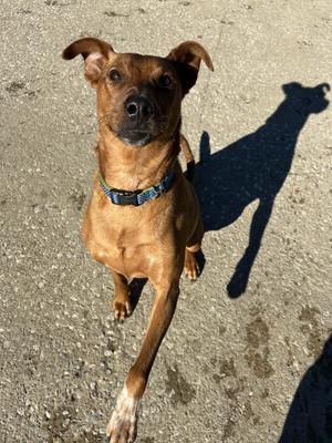 Milo- Foster NEEDED, Australian Cattle Dog / Blue Heeler, adult, available for adoption