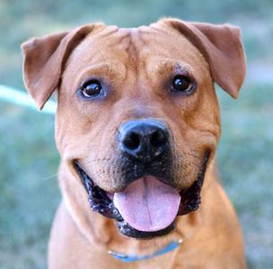 A close-up of a brown pit bull mix dog with its tongue hanging out and its mouth open in a happy expression.