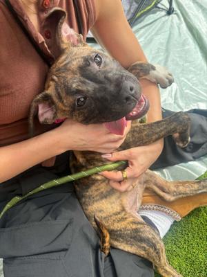 Latte- In Foster, American Bulldog, young, available for adoption