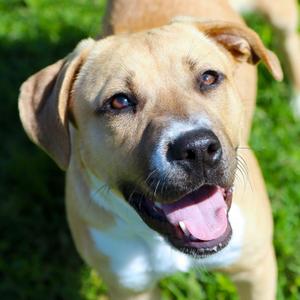 Luna- Currently in Foster, Labrador Retriever / Boxer, young, available for adoption