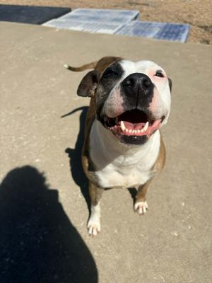 Sadie Foster NEEDED, Pit Bull Terrier, adult, available for adoption