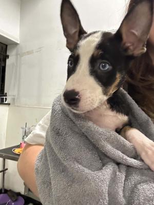 Spicy- Foster NEEDED, German Shepherd Dog / Siberian Husky, puppy, available for adoption