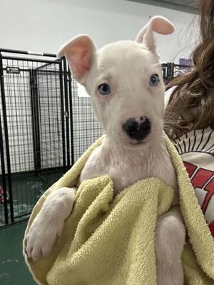 Tangy- Foster NEEDED, German Shepherd Dog / Siberian Husky, puppy, available for adoption