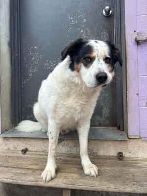 A white dog with black and brown patches sitting on a wooden step in front of a door.