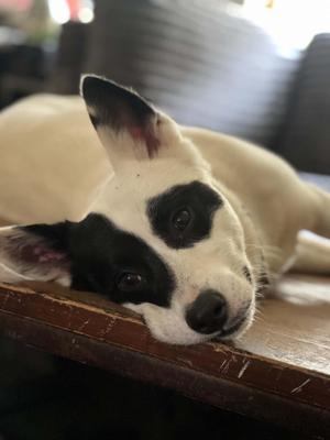 Flint- In Foster, Australian Cattle Dog / Blue Heeler / Border Collie, young, available for adoption