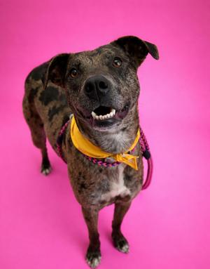 A brindle dog with a yellow bandana and a leash around its neck, posing for a photo against a bright pink background.