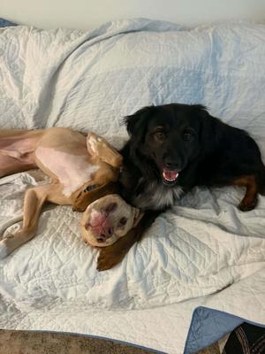 Dumaine- In Foster, Australian Shepherd / Border Collie, adult, available for adoption