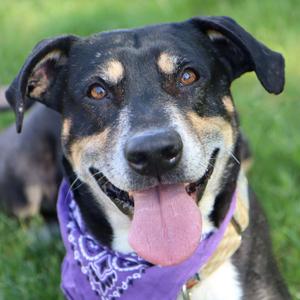 Mumford- Foster NEEDED, Labrador Retriever / Bernese Mountain Dog, adult, available for adoption