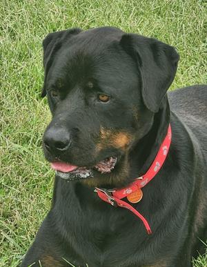 Duncan, Rottweiler, adult, available for adoption