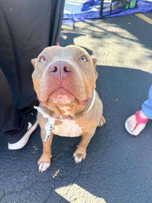 Velveteen, Pit Bull Terrier, young, available for adoption