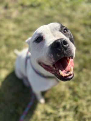 Ziggy- In Foster, Australian Cattle Dog / Blue Heeler / English Bulldog, adult, available for adoption