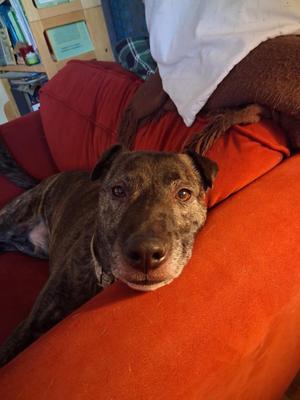 Baby Man, Plott Hound / Mountain Cur, adult, available for adoption