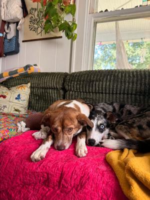 Sriracha- In Foster, Jack Russell Terrier / Beagle, young, available for adoption
