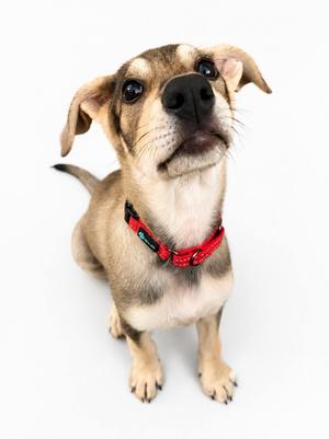 A small dog with a brown and white coat, wearing a red collar, looking up with its ears perked up.