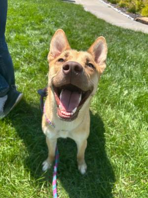 Beira- Foster NEEDED, Shiba Inu / Siberian Husky, young, available for adoption