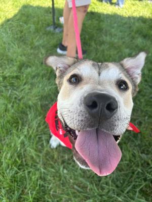 Sterling- In Foster, German Shepherd Dog, adult, available for adoption