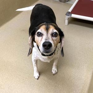 Tommy, Beagle / Basset Hound, adult, available for adoption
