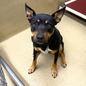Rowdy, Cattle Dog, young, available for adoption
