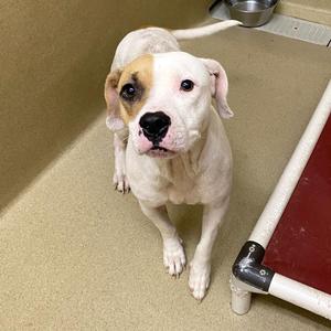 Nyla, Pit Bull Terrier, adult, available for adoption