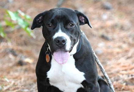 McWoof, Mastiff / Pit Bull Terrier, young, available for adoption