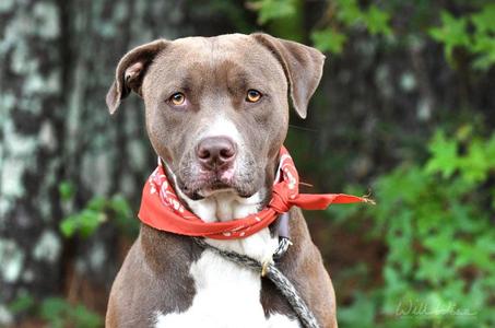 Jackson, Pit Bull Terrier, adult, available for adoption